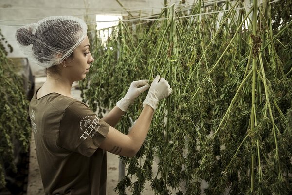La ferme du CBD et la production de chanvre de qualité supérieure, de la graine à la récolte